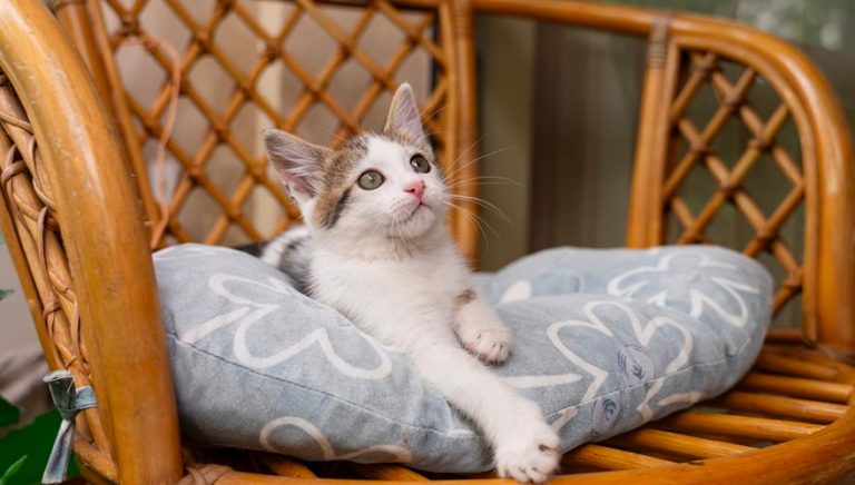 cat_1