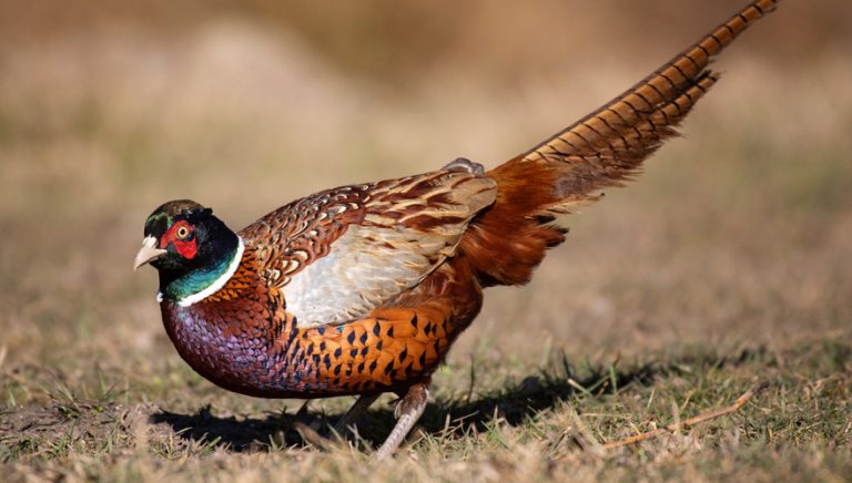 hen_3