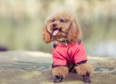 toy-poodle-playing-park_1359-99