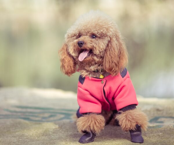 toy-poodle-playing-park_1359-99